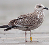 1cy argenteus in November, ringed in Belgium. (25637 bytes)